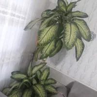 گل دیفن|گل و گیاه طبیعی|گناباد, |دیوار