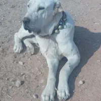 واگذاری سگ ماده یازده ماهه با یه توله پنج روزه|سگ|ساوه, |دیوار