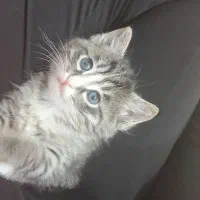 گربه|گربه|مشهد, نوید|دیوار