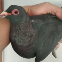 کلاغ گوک کرمانی