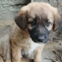 سگ گله ای نژاد سرابی|سگ|سرخرود, |دیوار