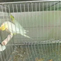 چند جفت عروس هلندی|پرنده|فارسان, |دیوار