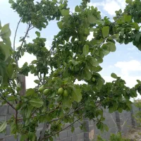 زمین باغی|فروش زمین و ملک کلنگی|اژیه, |دیوار