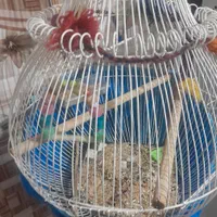 قفس پایه دار|لوازم جانبی حیوانات|رفسنجان, |دیوار