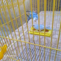 مرغ عشق|پرنده|اشتهارد, |دیوار