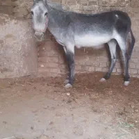 الاغ خر ماده سالم گله ای وسواری آرم