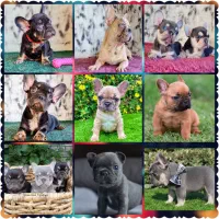 متخصص فرنچ بولداگ