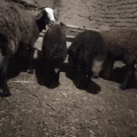 دوراس میش بره درشت گله ای جوان|حیوانات مزرعه|سلیمان, |دیوار