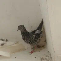 5عدد دم سفید کاکل همه هفترنگ معاوضه گرینچیک قناری|پرنده|مشهد, خواجه ربیع|دیوار