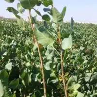 نهال پسته مرغوب کرمان