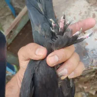 کبوترذاغ
