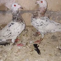 کفتر. پرشی یهودی سار سیاه