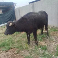 گاومیش نر جوان قربانی اولی 7نفره وزن 500کیلو