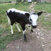 گوساله گاو . لیشه  کوله