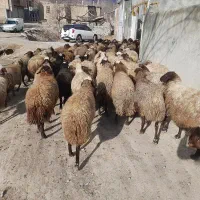 گوسفنده زنده درجه یک