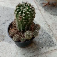 گل‌های طبیعی و بسیار زیبا ومقاوم