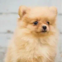 سگ پامرانین|سگ|مرودشت, پشت سایپا‎|دیوار