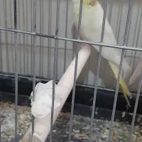 طوطی لوتینو