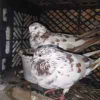 کبوتر جوجه دار پرشی|پرنده|بندر ترکمن, |دیوار