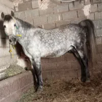 اسب نریون|اسب و تجهیزات اسب‌سواری|کشاورز, |دیوار