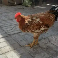 خروس درشت|حیوانات مزرعه|مشهد, ثامن|دیوار