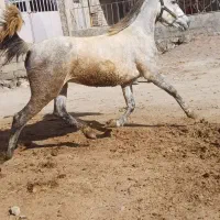اسب|اسب و تجهیزات اسب‌سواری|سراب, |دیوار