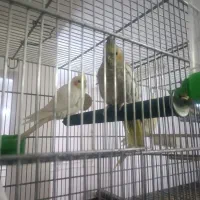 کلش ، کالاف ، فری فایر طاق|کنسول، بازی ویدئویی و آنلاین|قم, سراجه (۱۵ خرداد)|دیوار