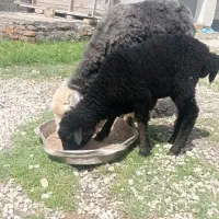 گوسفند بره دار