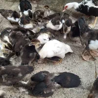 جوجه اردک اسراییلی