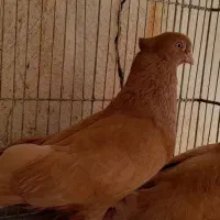 جفت صرب زرد.جوجه قناری