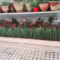 باغبانی هرسکاری کودهی.دماوند.بومهن.رودهن.پردیس|خدمات باغبانی و درختکاری|آبسرد, |دیوار