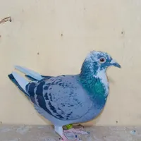 سبز مسافتی|پرنده|بومهن, |دیوار