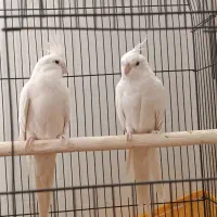 عروس هلندی آلبینو مولد