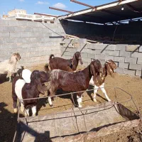 دبر چپش بز