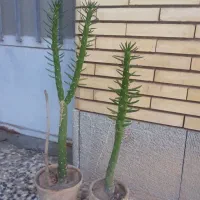 کاکتوس با سرعت رشد بالا و مقاومت بالا
