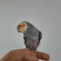 عروس هلندی|پرنده|تربت‌حیدریه, جانبازان|دیوار