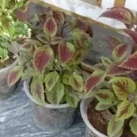 وسایل خونه|گل و گیاه طبیعی|ایوان, |دیوار