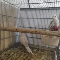 آلبینو وایت فیس مولد|پرنده|خمینیشهر, |دیوار