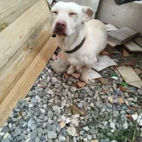 سگ پاکوتاه فروشی|سگ|فاضل آباد, |دیوار