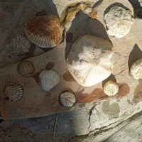 سنگهای کلکسیونی|کلکسیون اشیاء عتیقه|تکاب, |دیوار