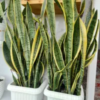 گل سانسوریا لب طلا