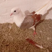 سه عدد کفتر نرم|پرنده|بروجرد, |دیوار