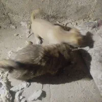 ۵عدد توله شیتزو‌برای فروشی|سگ|ری, دولت‌آباد|دیوار