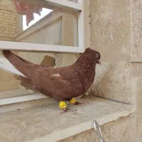 جفت دم سفید|پرنده|شیراز, شهرک رضوان|دیوار