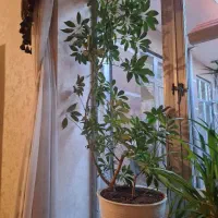 گل با گلدان بزرگ سفالی