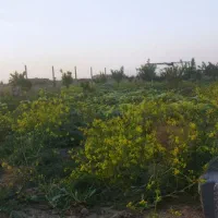 500 متر زمین باغی