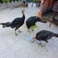بوقلمون محلی نرسالم سرحال مشتری واقعی تماس بگیره