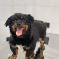 واگذاری سگ آرام و خانگی