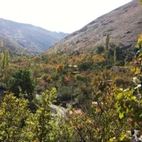 زمین (زشک زیبا) خوش نقشه