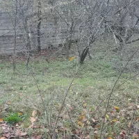 زمین مسکونی ۲۹۰ متر سند تک برگ ماسوله|فروش زمین و ملک کلنگی|فومن, |دیوار